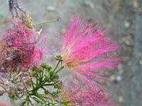 Arbre a soie, Albizia julibrissin (fam Legumineuses), Fleur (Photo F. Mrugala) (1)